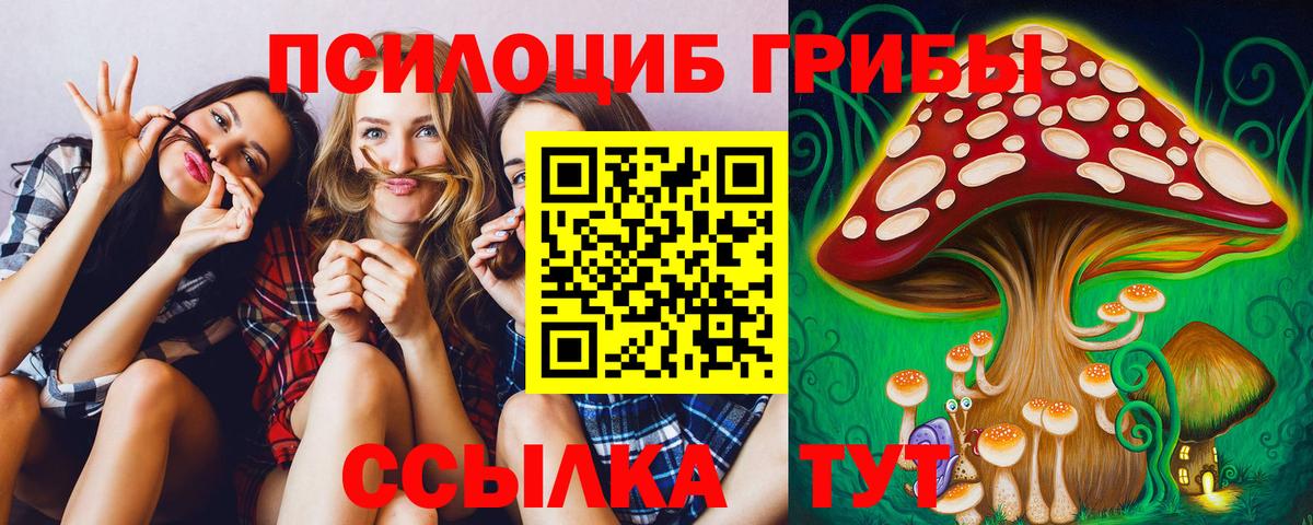 Псилоцибиновые грибы Psilocybe Томск